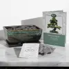Bonsai Growing Kit
